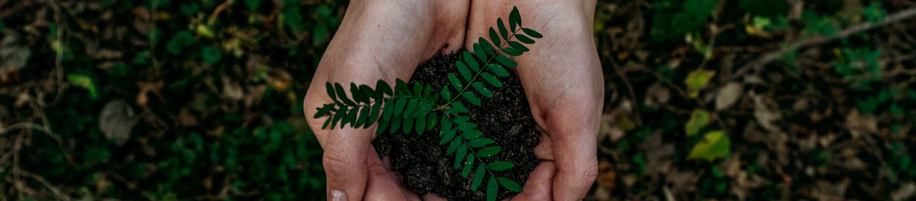 Eine grüne Pflanze in deiner Hand